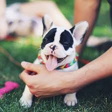 Bouledogue Français