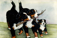 Dog bbf